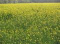 Brassica juncea